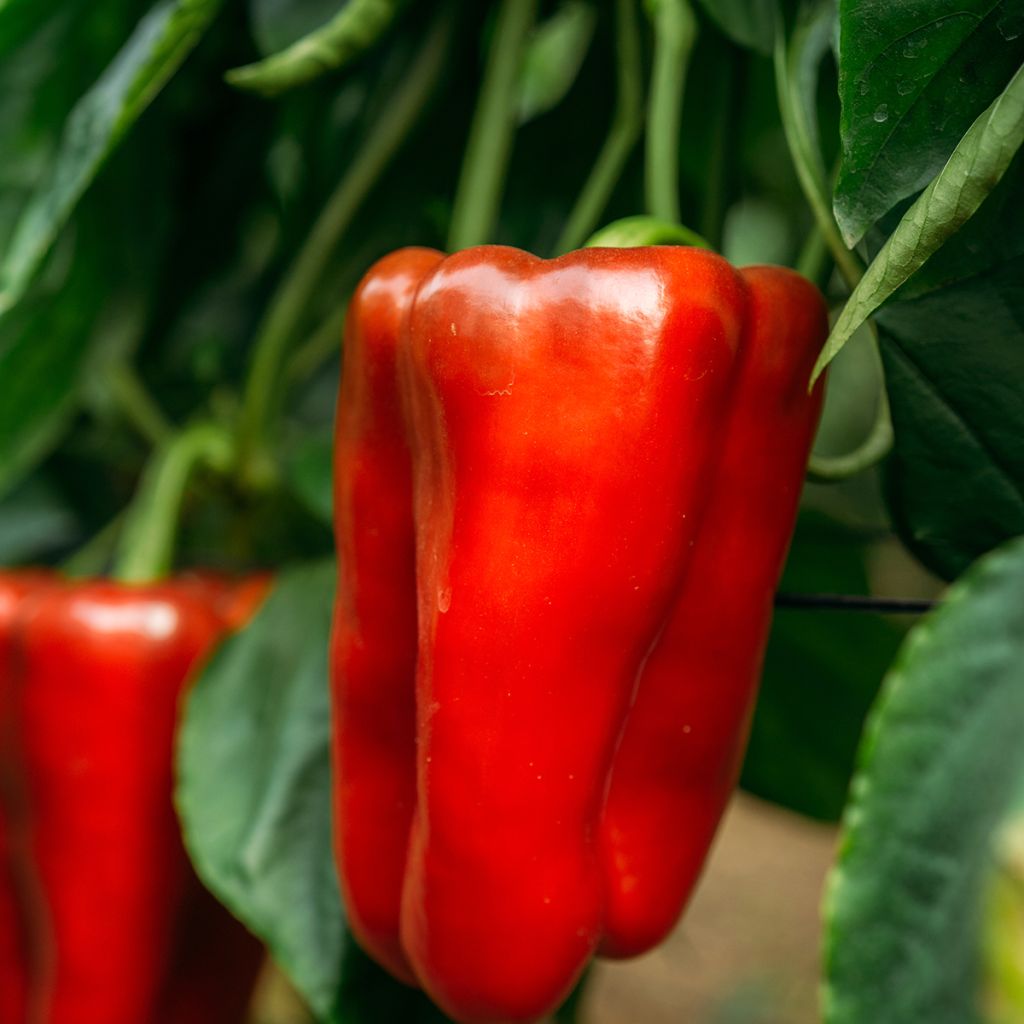 Pepper Estérel F1 - Vilmorin seeds - Capsicum annuum