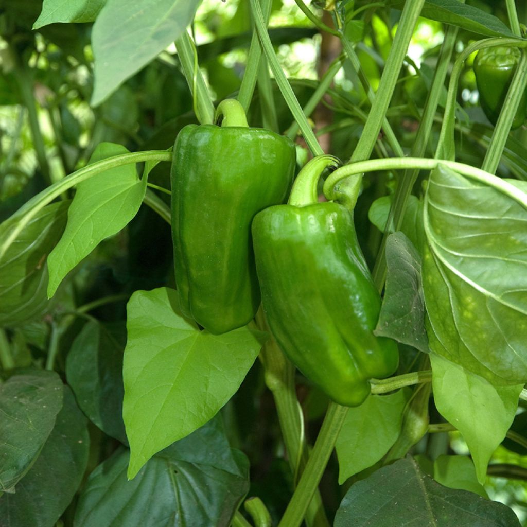 Pepper Estérel F1 - Vilmorin seeds - Capsicum annuum