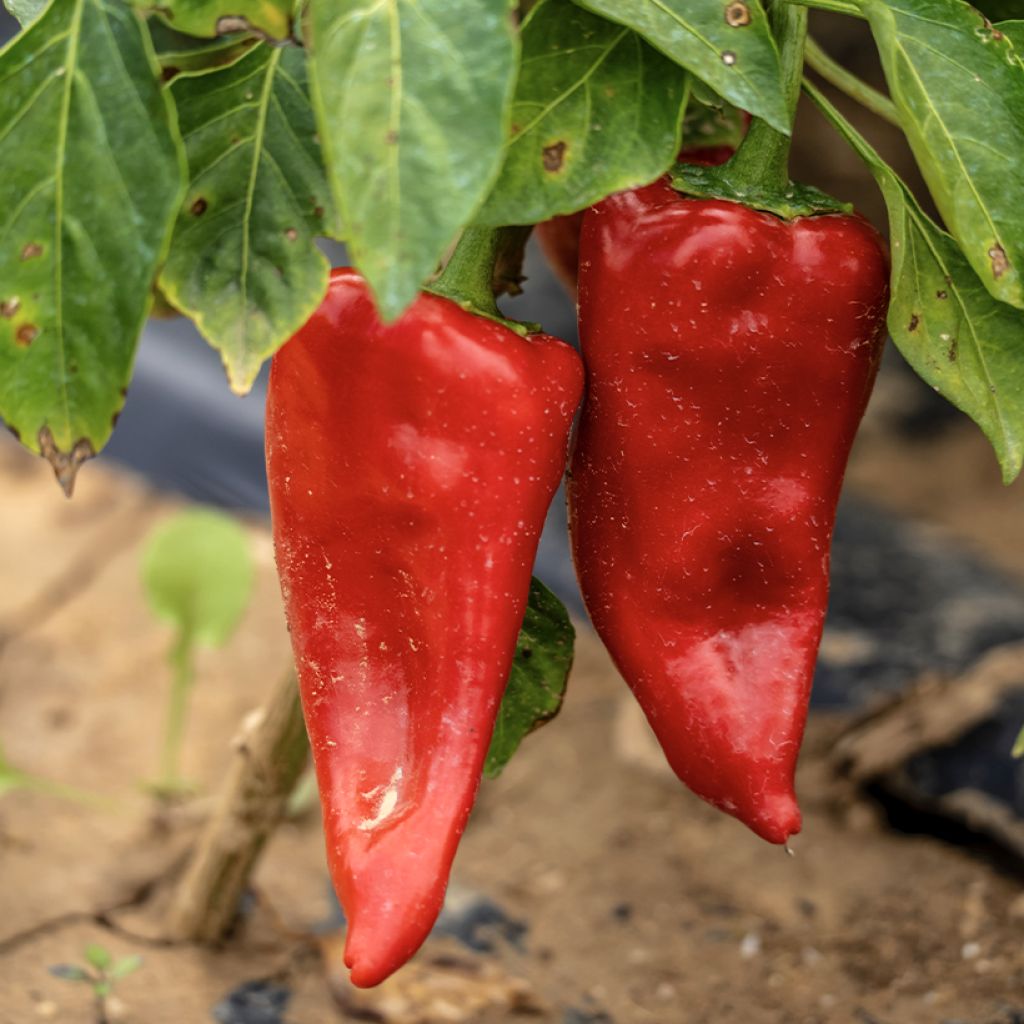 Piquillo pepper organic seeds