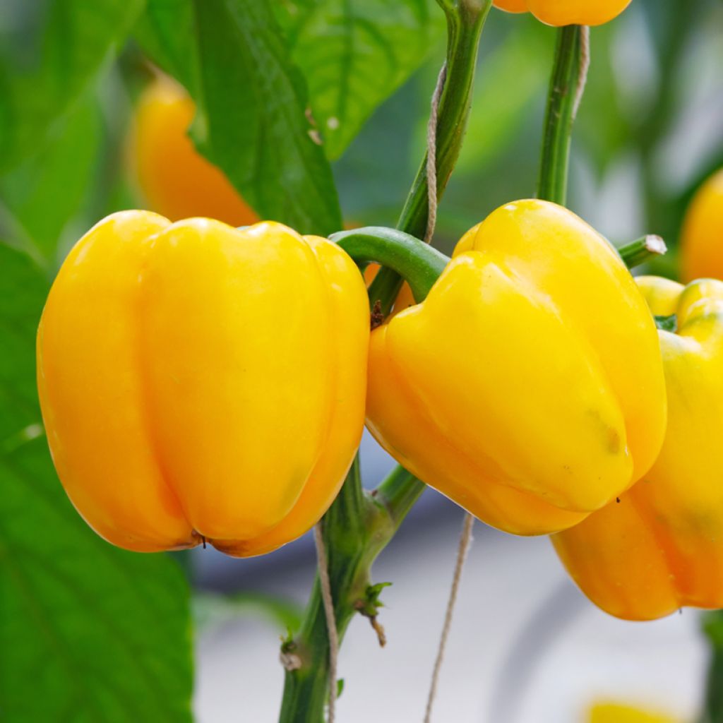 Grafted yellow Pepper Tenor F1 plants - Capsicum annuum