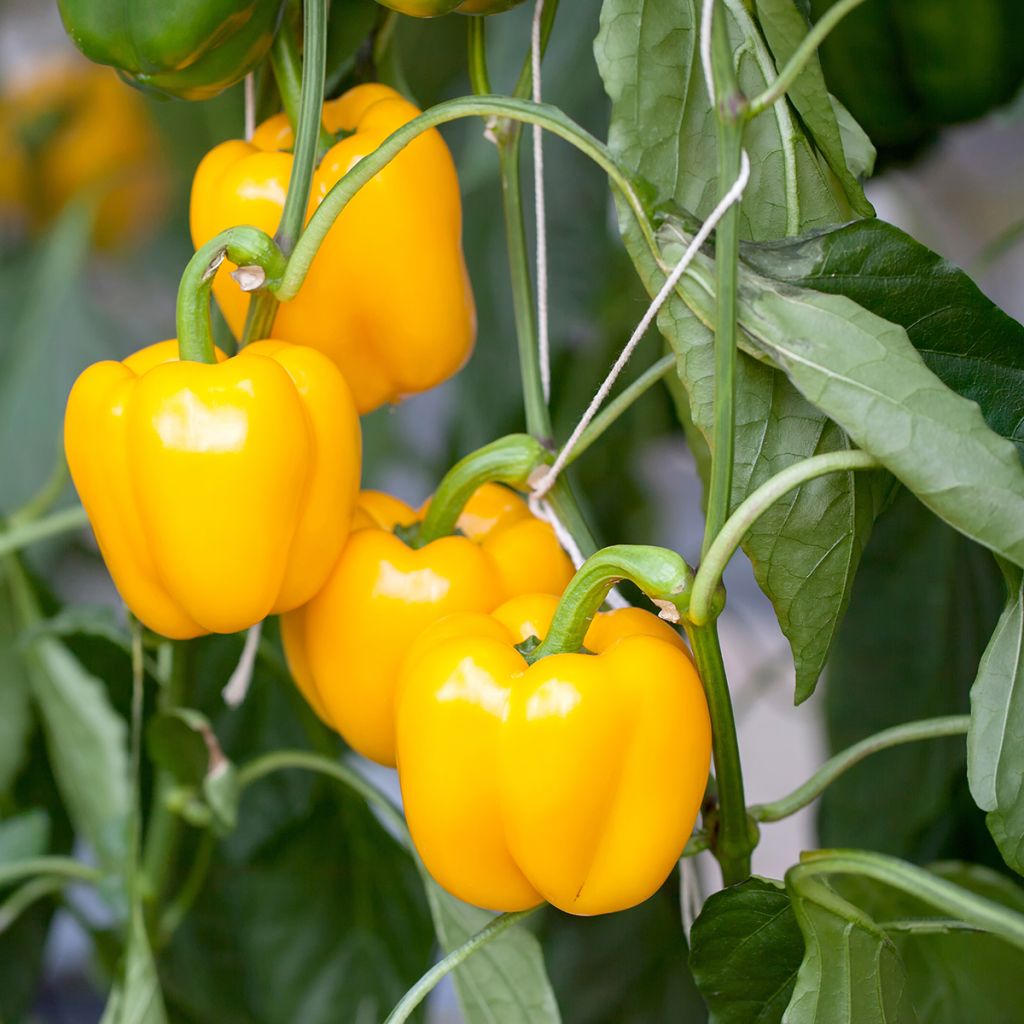 Capsicum annuum Carre d’Asti Jaune