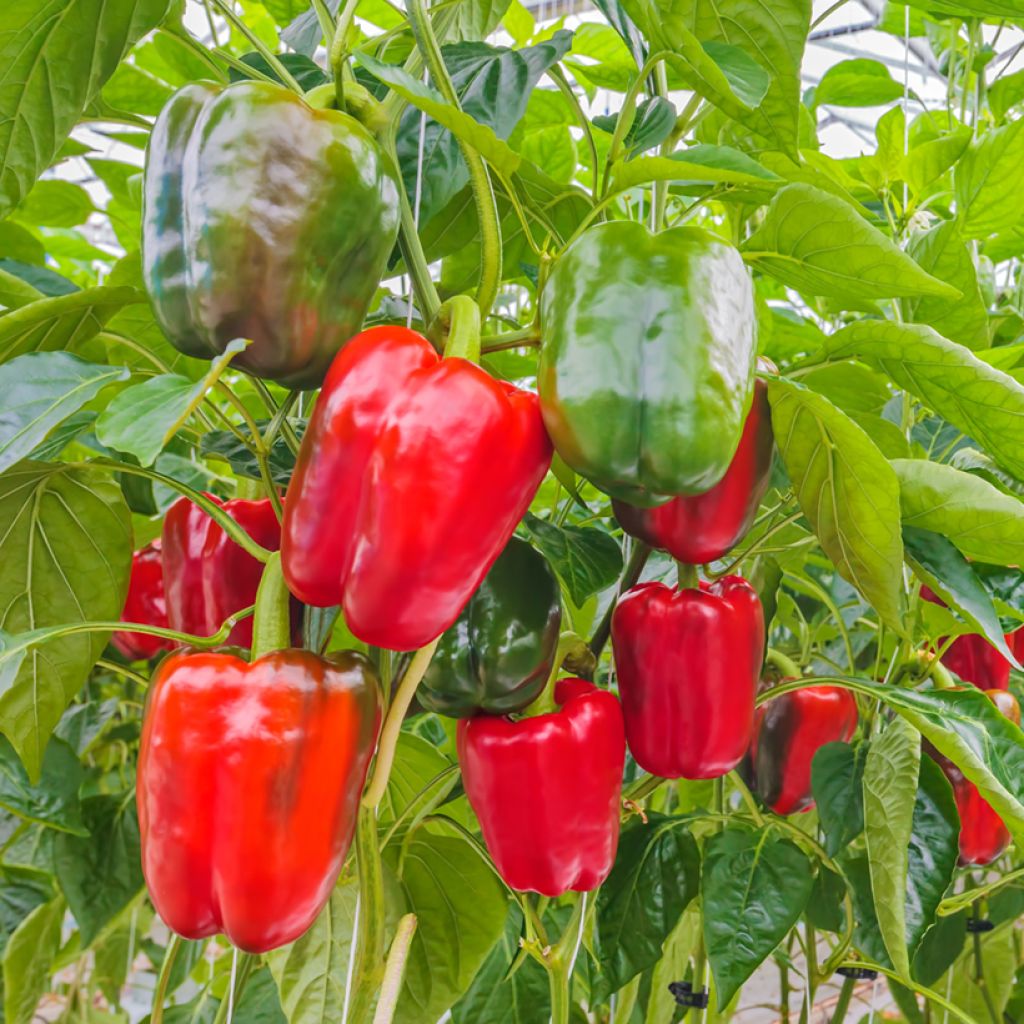 Organic Jericho F1 Red Pepper plants - Capsicum annuum