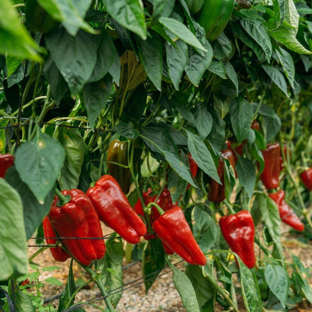 Grafted Lamuyo F1 Red Pepper plants - Capsicum annuum