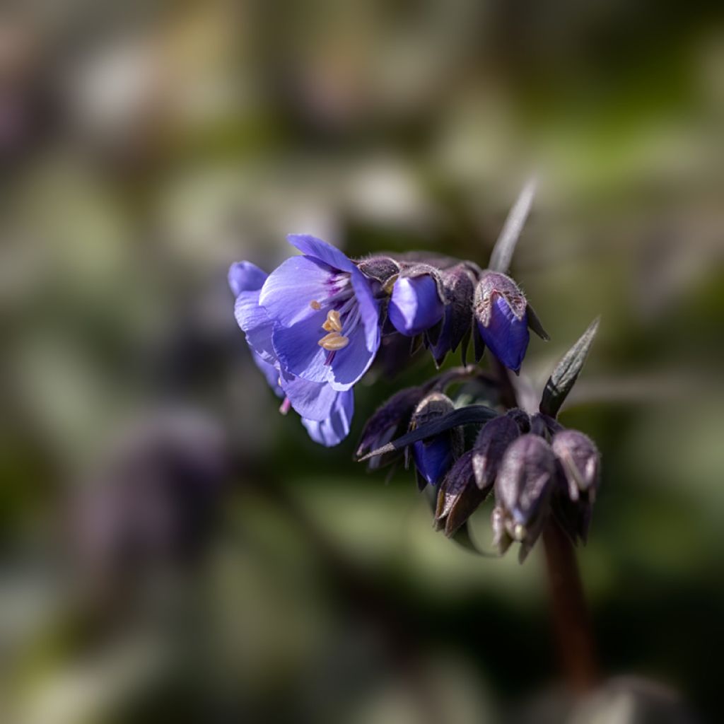 Polemonium reptans x yezoense Heaven Scent