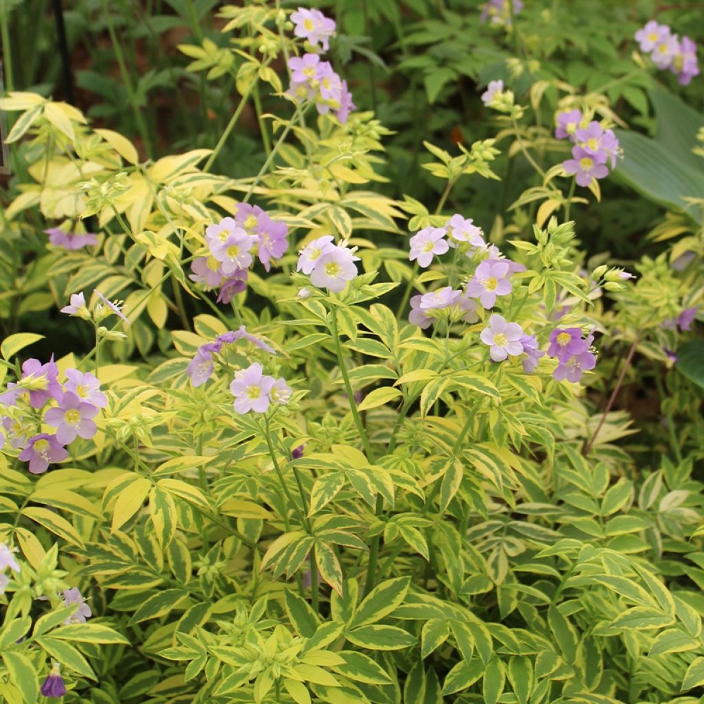 Polemonium pulcherrimum Golden Feathers