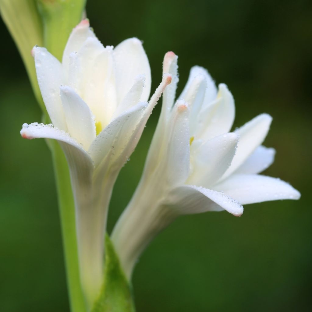 Polianthes tuberosa The Pearl