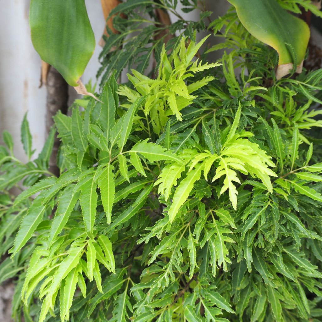 Polyscias filicifolia - Faux-Aralia à feuilles de fougère, Aralia à feuilles de fougère