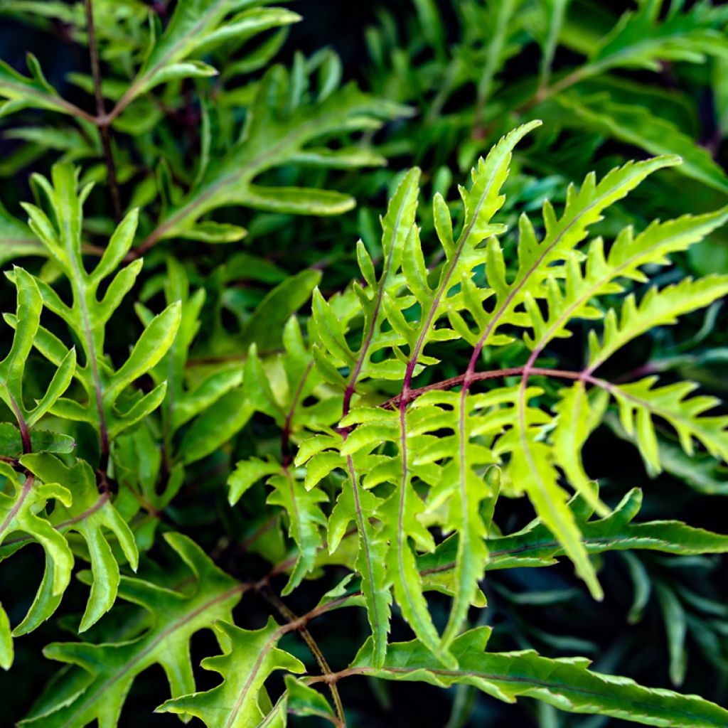 Polyscias filicifolia - Faux-Aralia à feuilles de fougère, Aralia à feuilles de fougère