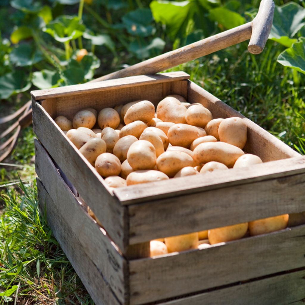 Organic Potatoes Charlotte