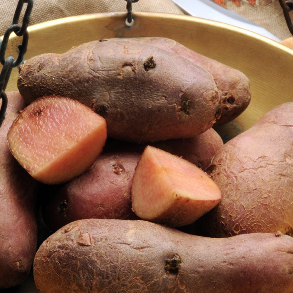 Potatoes Pink Love Perupas