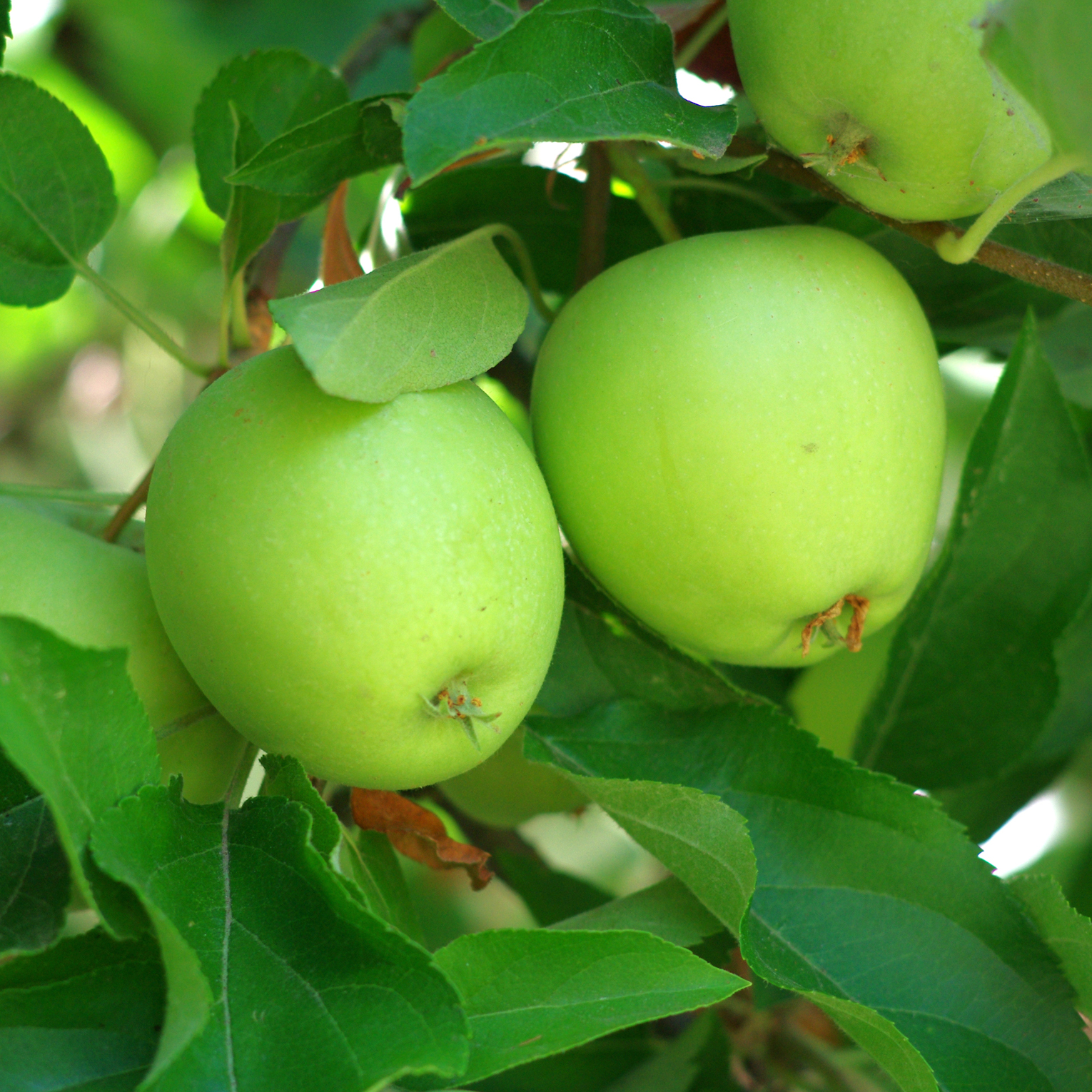 Pommier Granny Smith