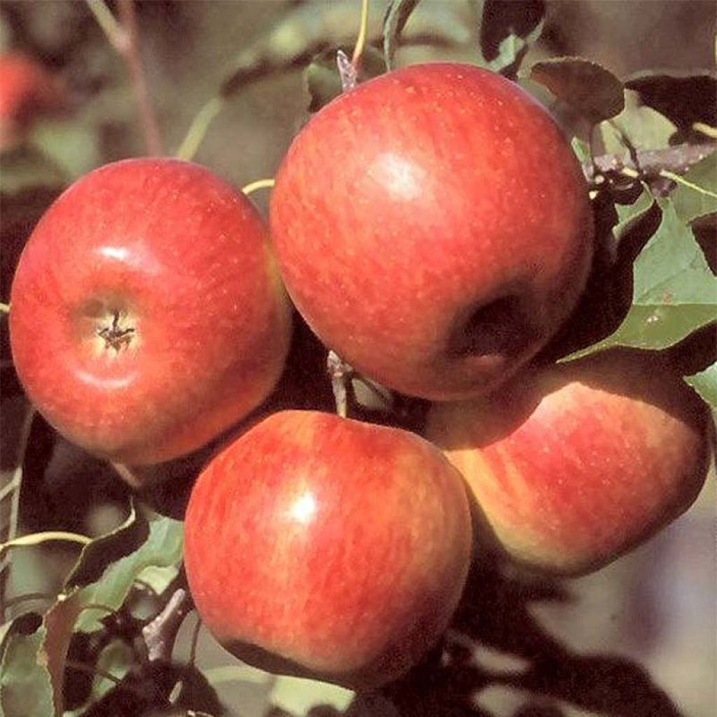 Apple Tree Reine des Reinettes