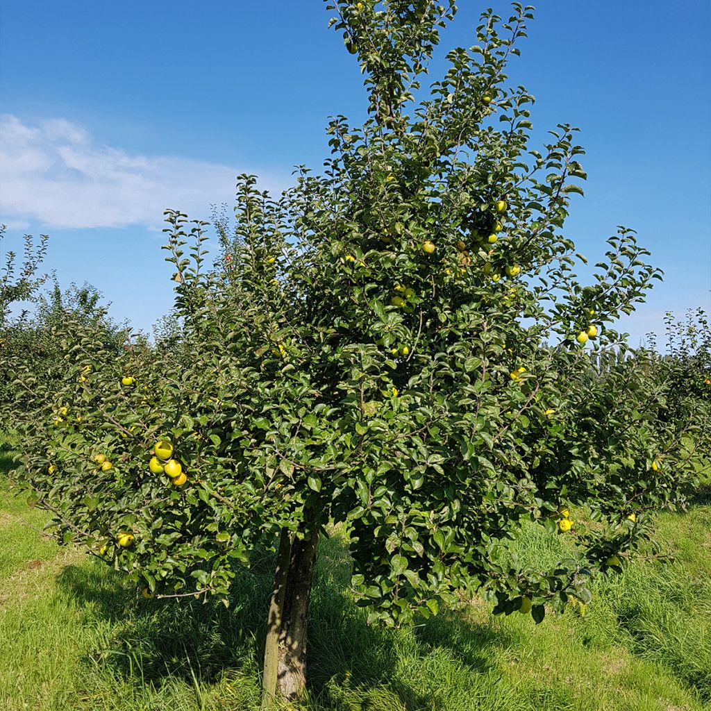 Pommier Reinette Blanche du Canada - Malus domestica Demi-tige en pot de 12l/15l