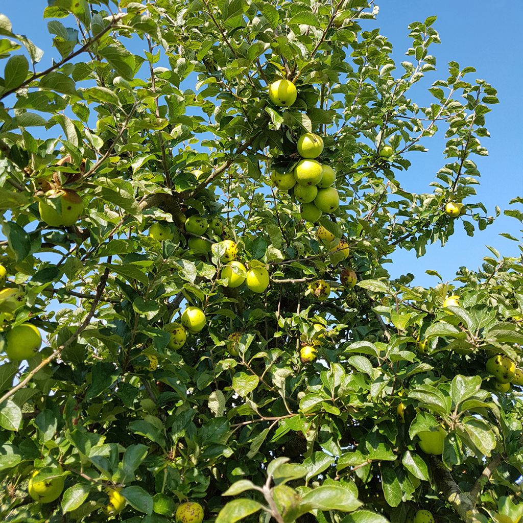 Pommier Reinette Blanche du Canada - Malus domestica Demi-tige en pot de 12l/15l