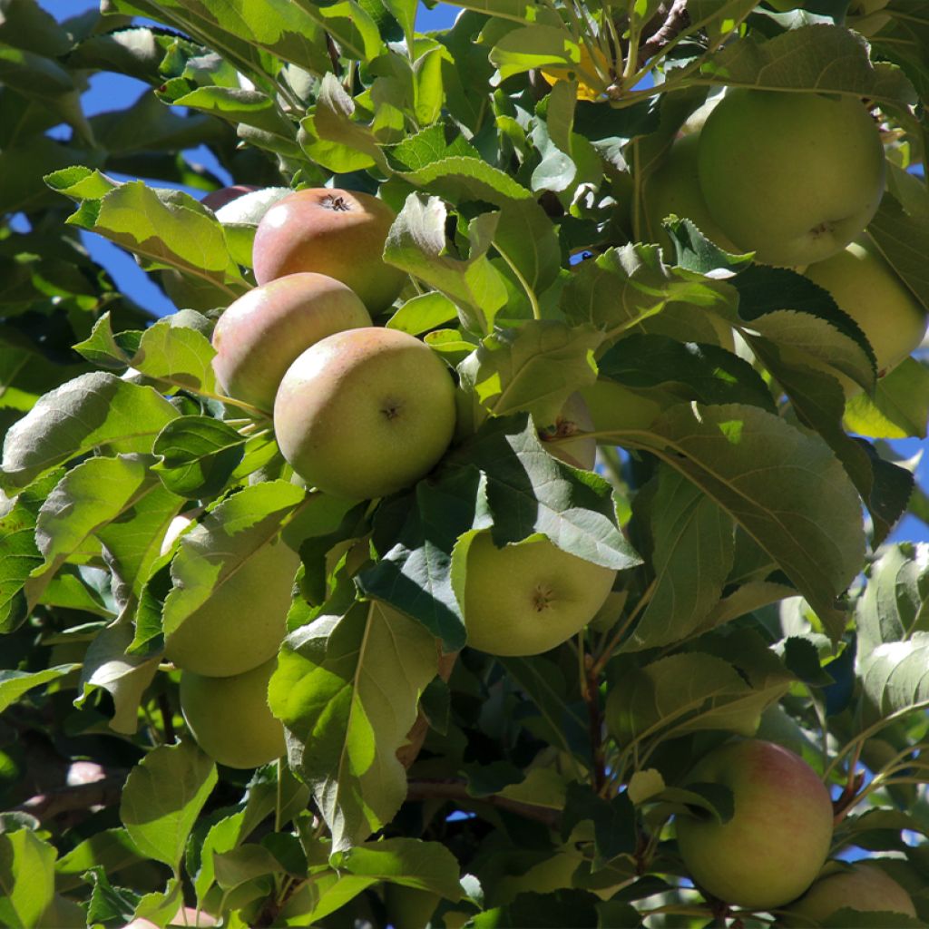 Pommier à cidre Locard vert