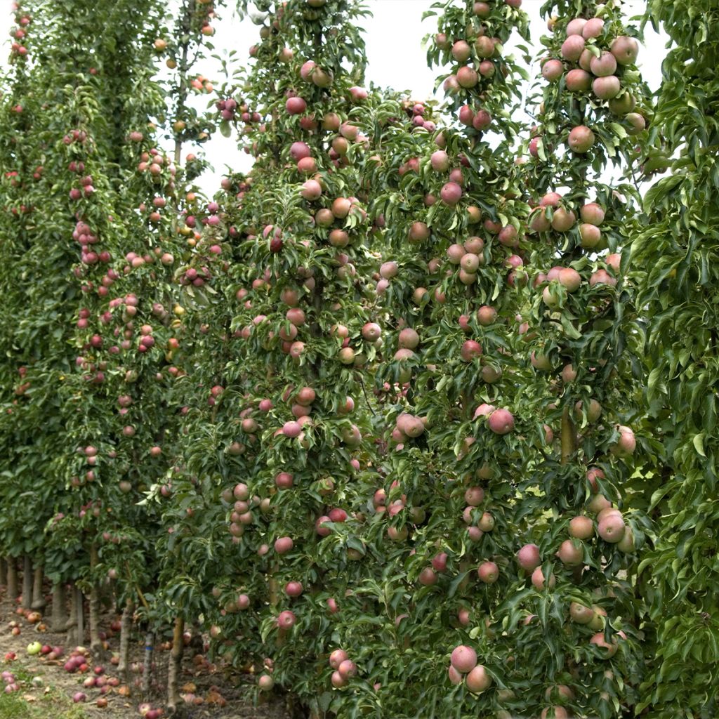 Columnar Apple Tree Azay-Le-Rideau - Malus domestica