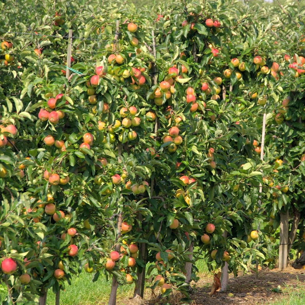 Columnar Apple Tree Versailles Delgrico - Georges Delbard