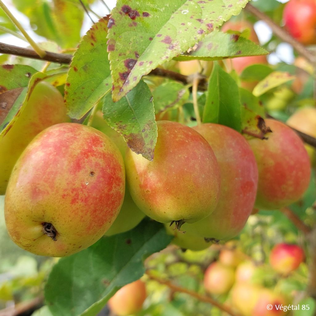 Malus sieversii  - Wild Apple