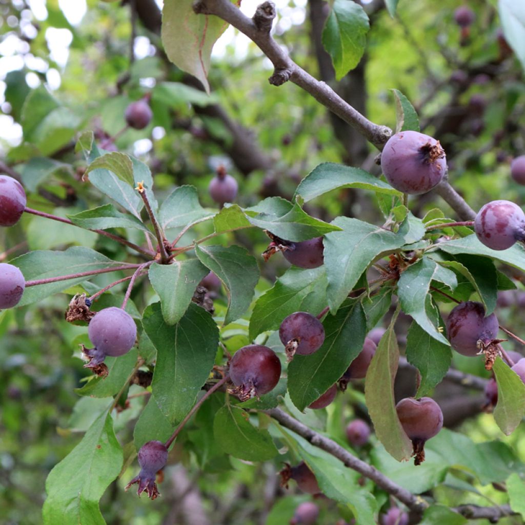 Pommier d'ornement - Malus Aldenhamensis