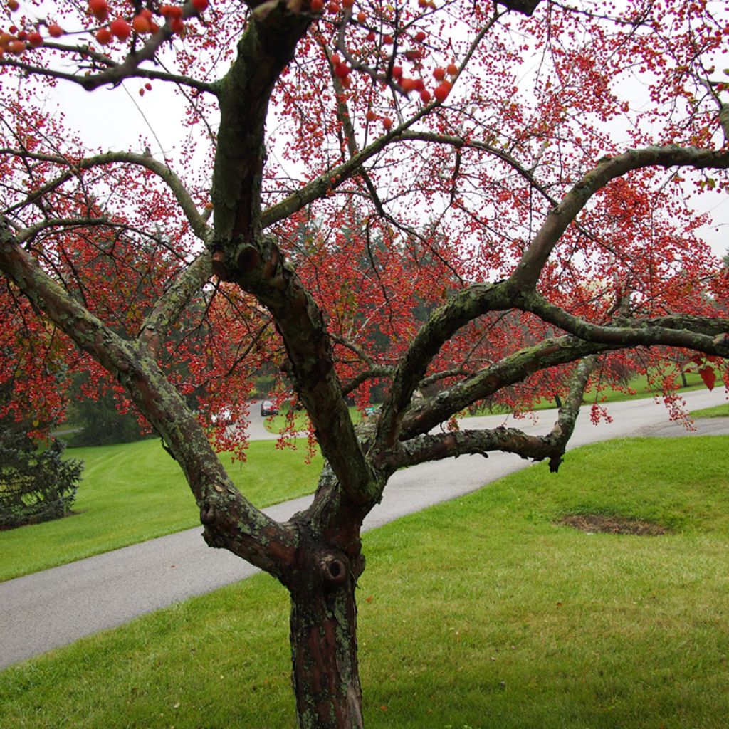 Pommier d'ornement - Malus Indian Magic