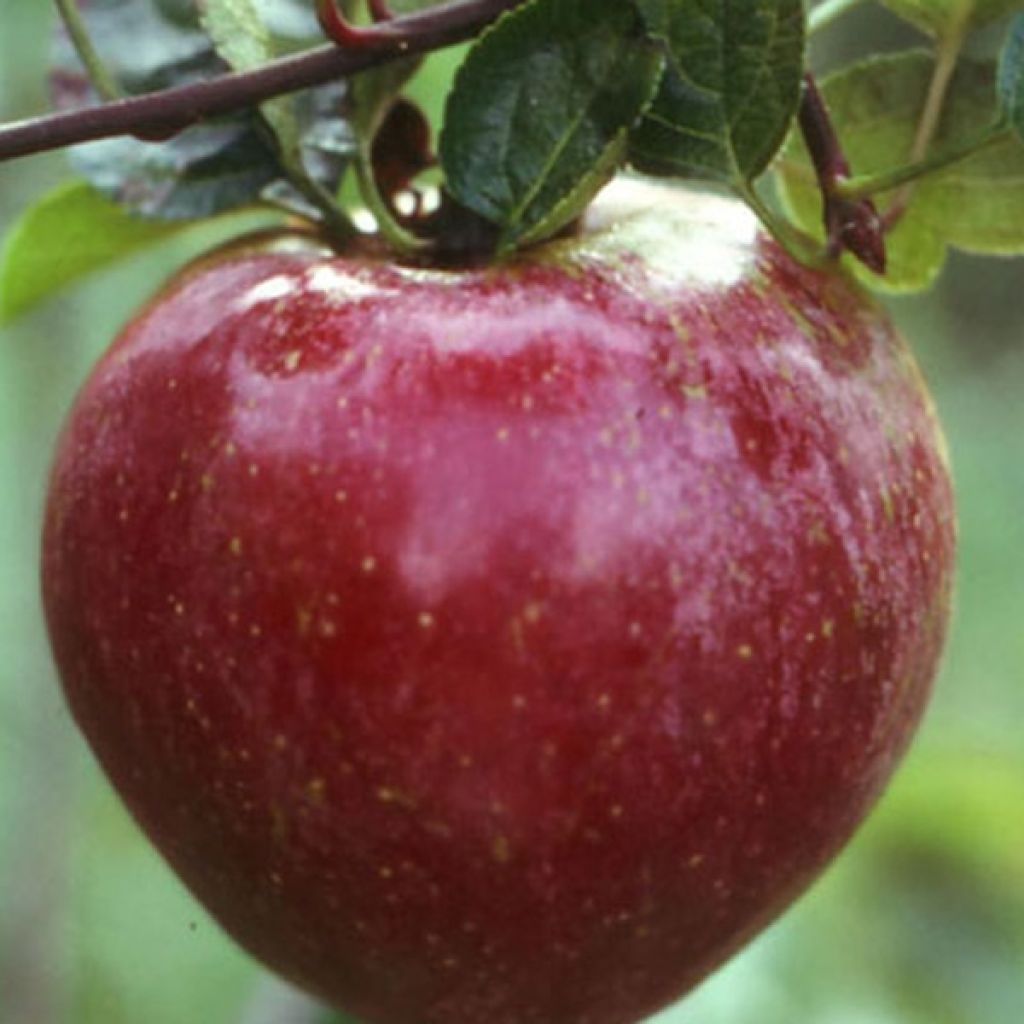 Apple Tree Royal Gala - Malus domestica