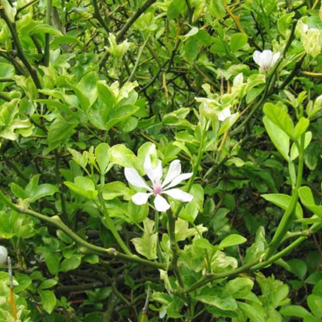 Citronnier épineux - Poncirus trifoliata