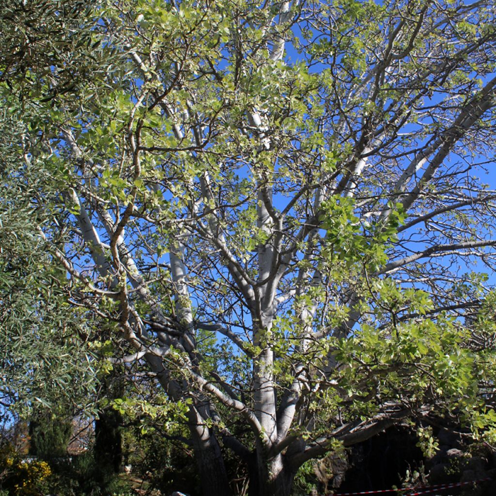 Populus alba - White Poplar