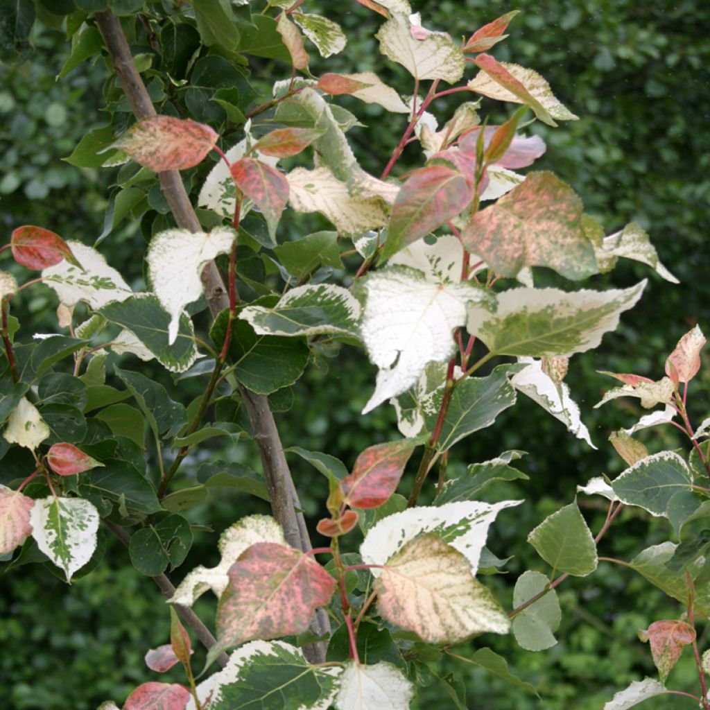 Populus x candicans Aurora - Balm of Gilead