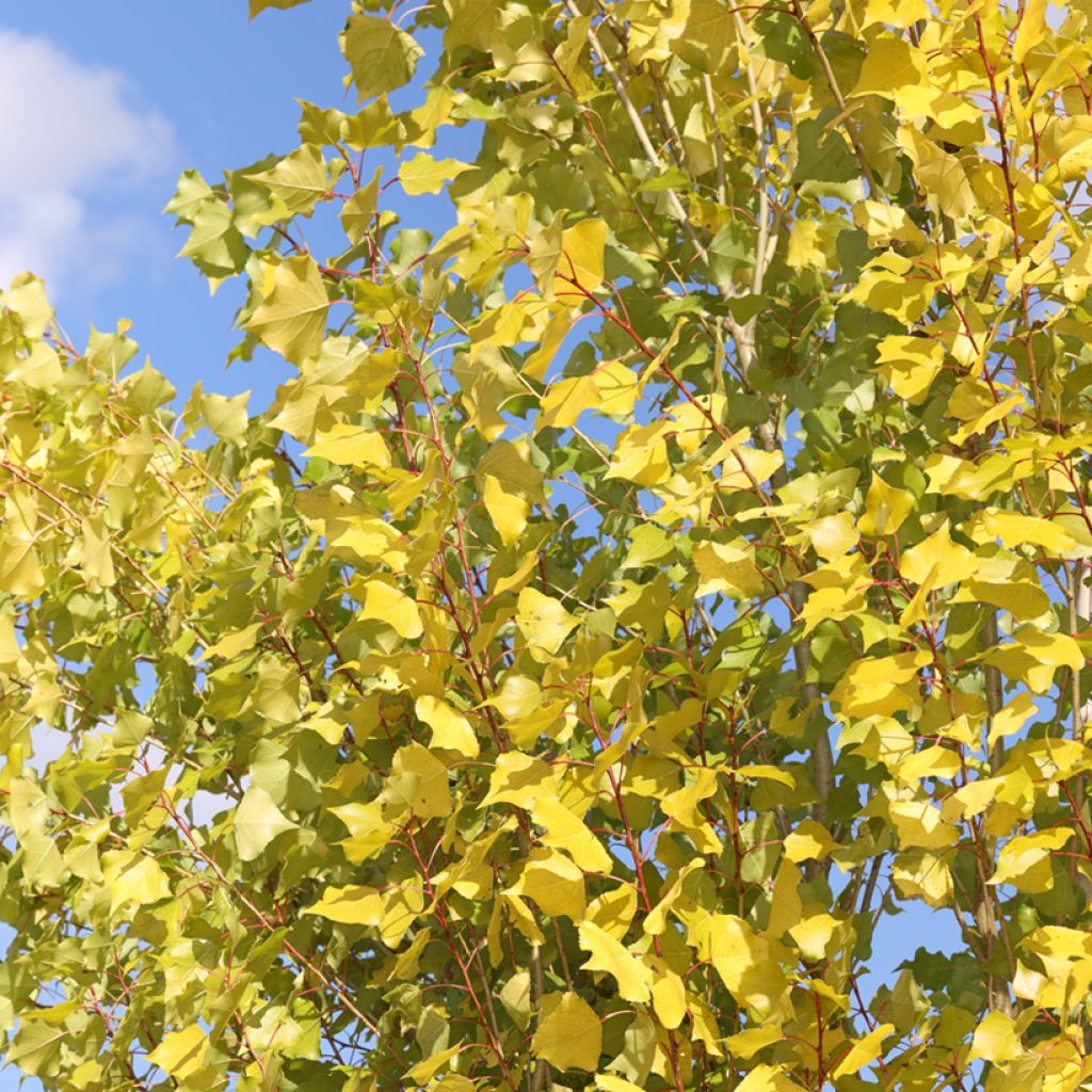 Populus nigra Lombardy Gold - Black Poplar