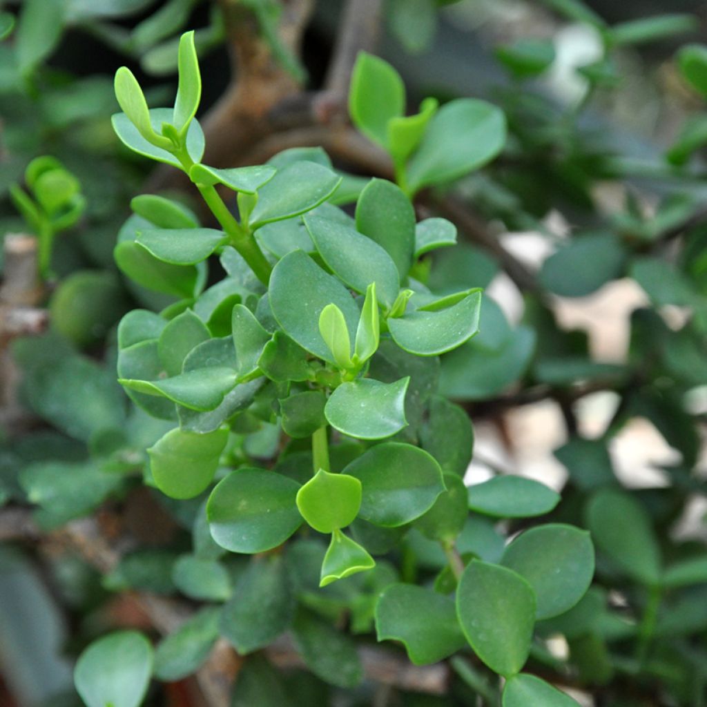 Portulacaria afra Macrophylla - Elephant bush