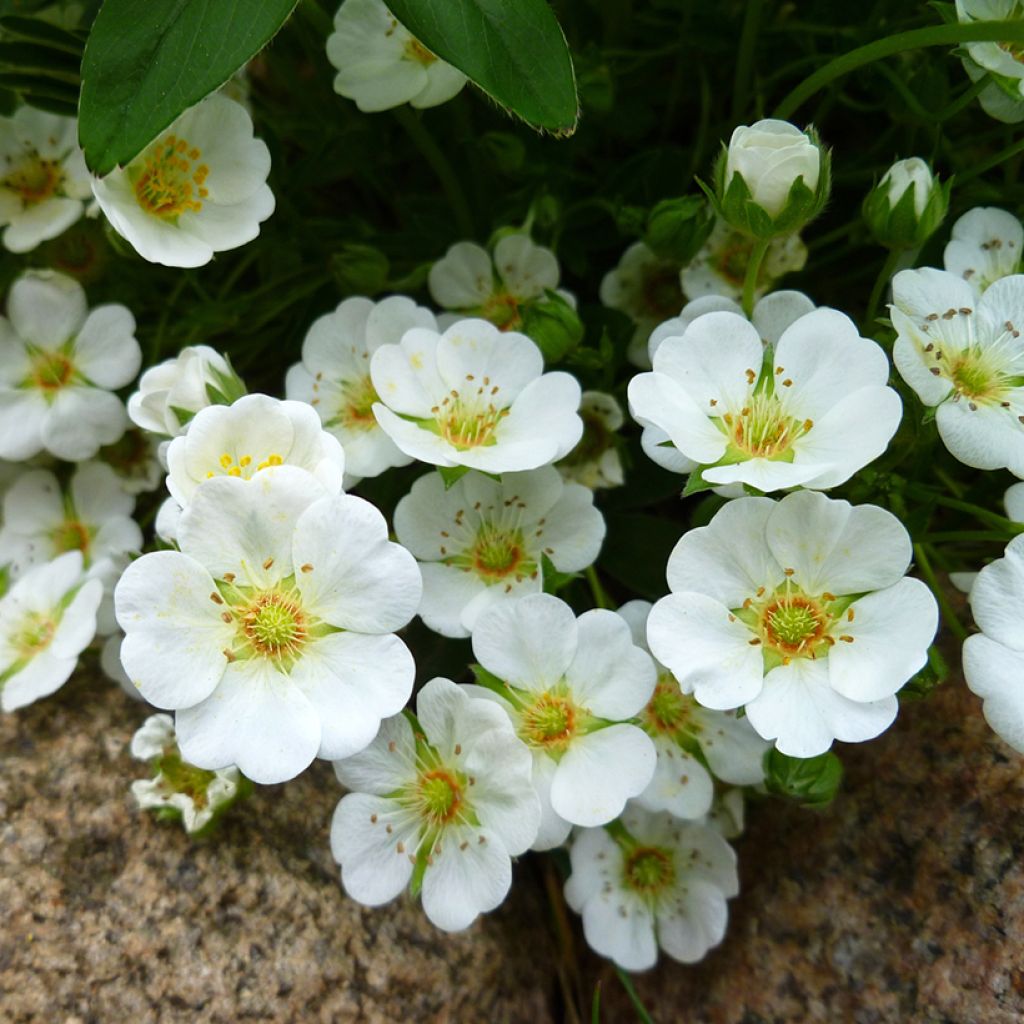 Potentilla alba