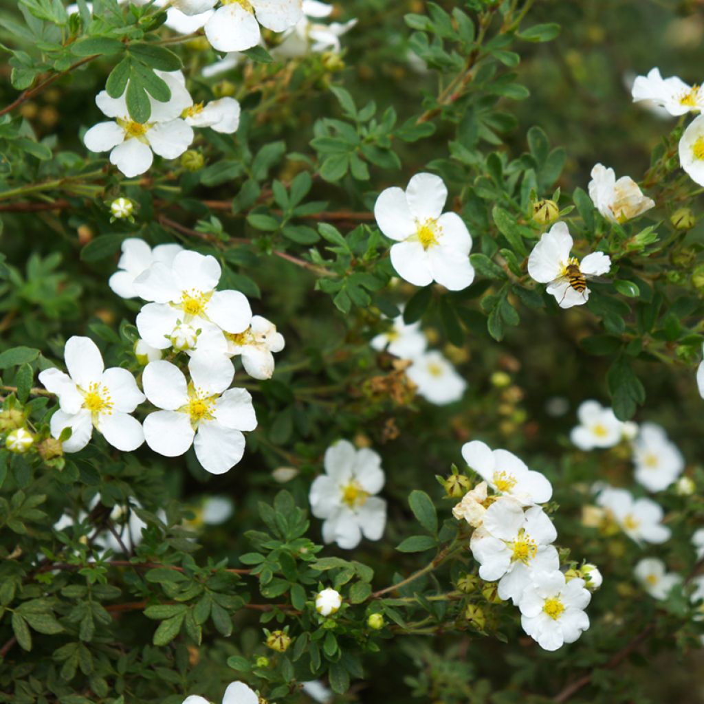 Potentilla alba