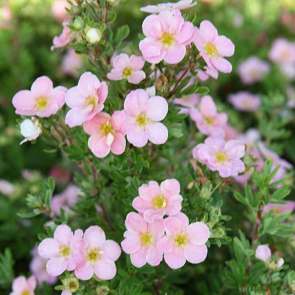 Potentilla fruticosa Pink Beauty - Shrubby Cinquefoil