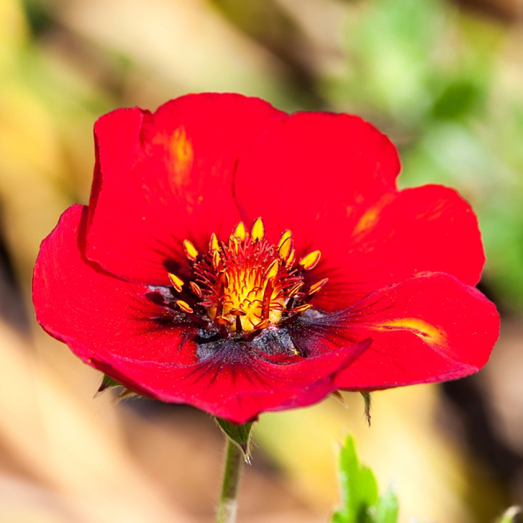 Potentilla cultorum Flamenco - Cinquefoil