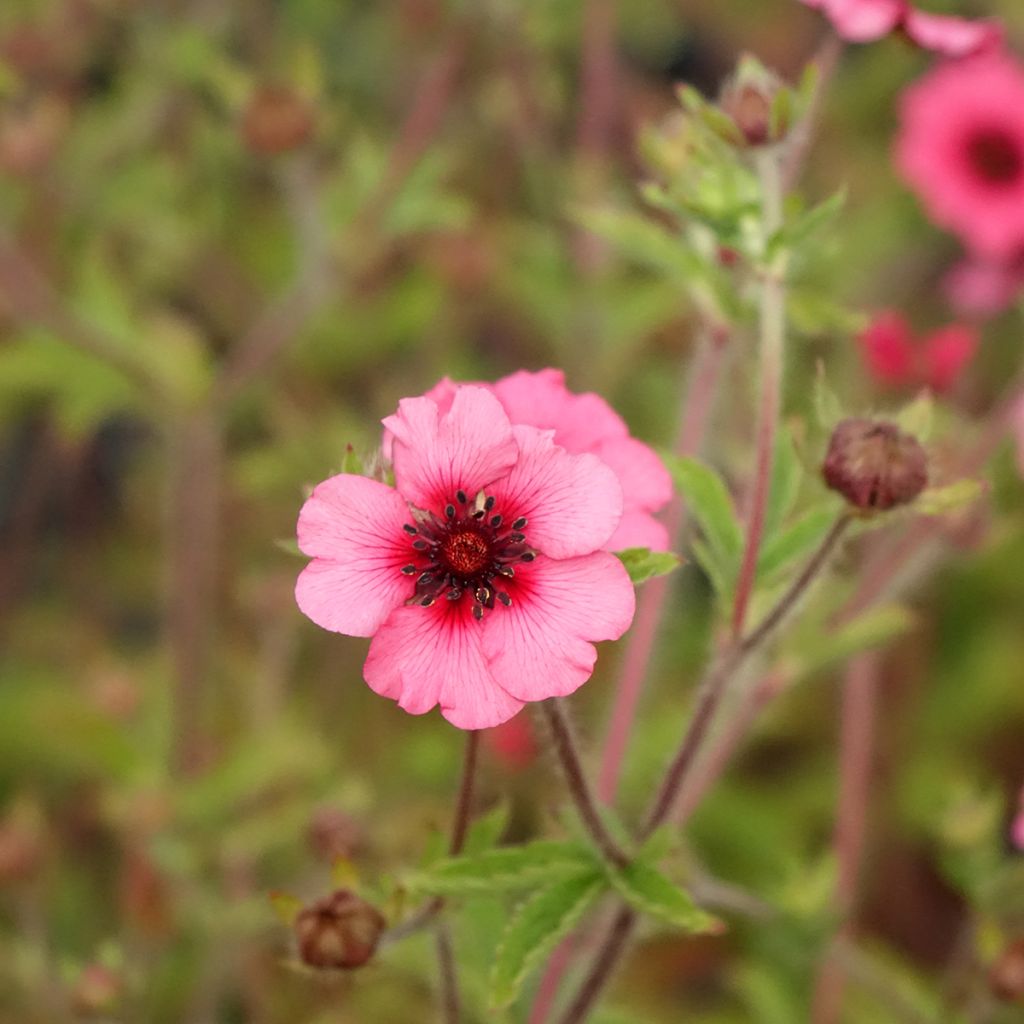 Potentilla nepalensis Miss Willmott - Cinquefoil