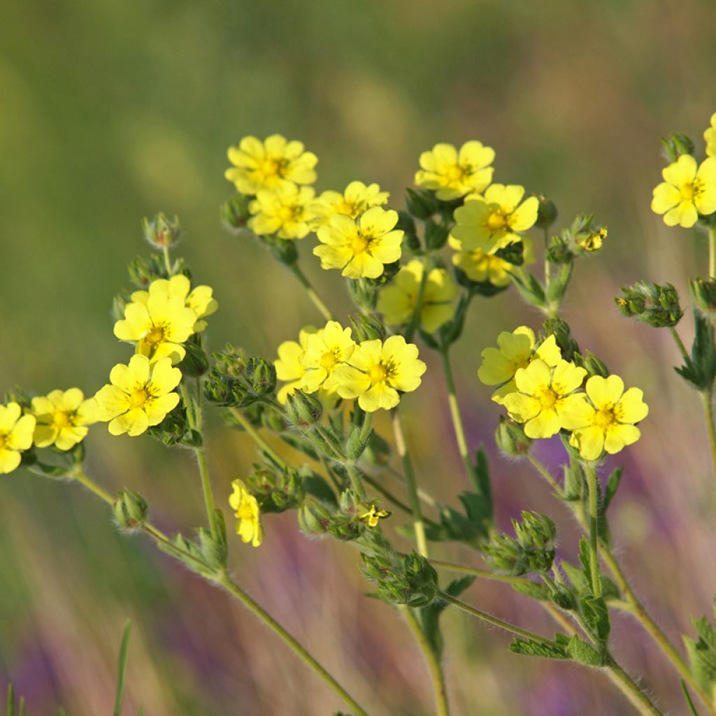 Potentilla recta Warrenii - Cinquefoil