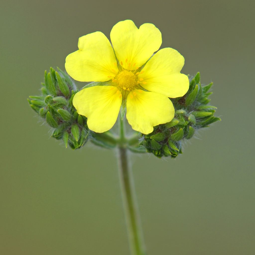 Potentilla recta Warrenii - Cinquefoil