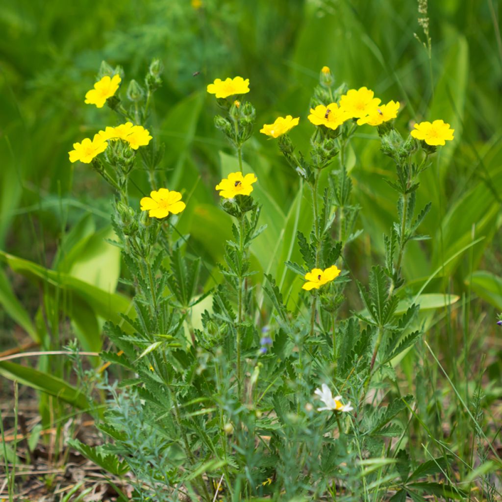 Potentilla recta Warrenii - Cinquefoil