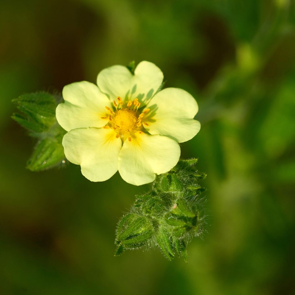 Potentilla recta var. sulphurea - Cinquefoil