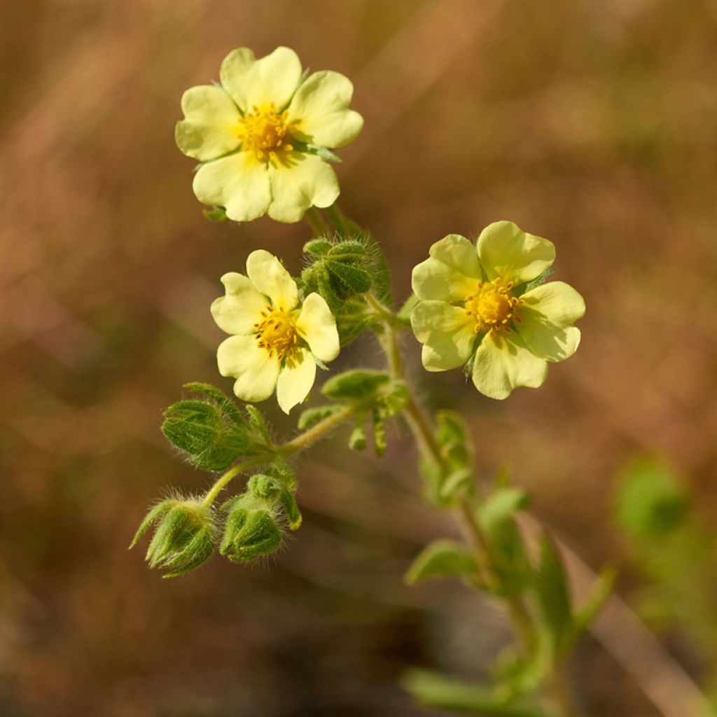 Potentilla recta var. sulphurea - Cinquefoil