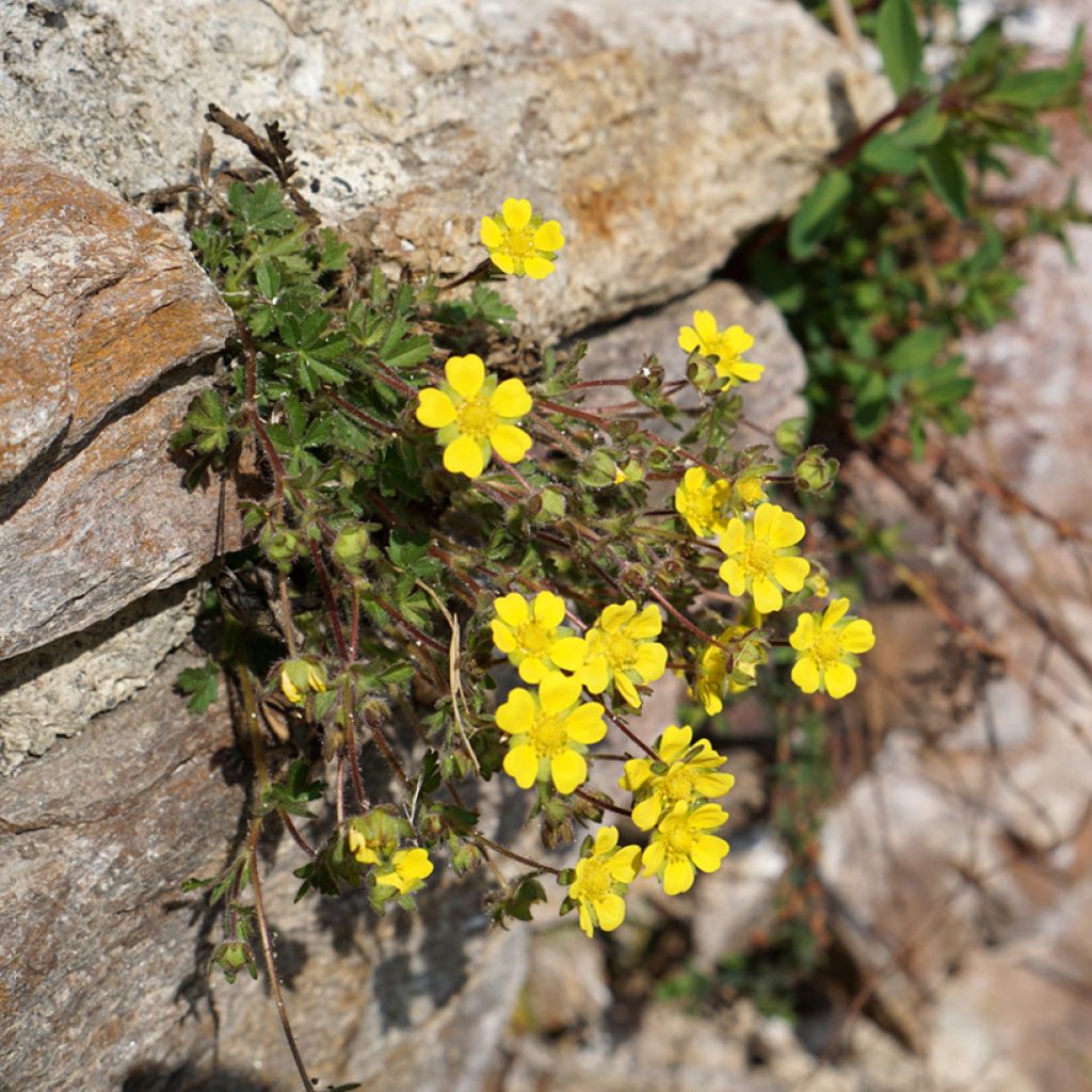 Potentilla verna - Cinquefoil