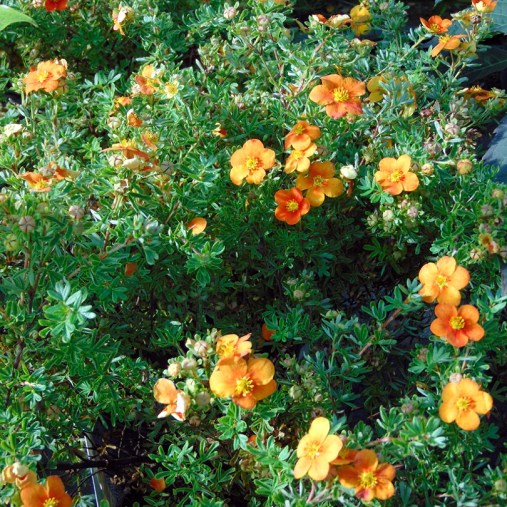 Potentilla fruticosa Hopleys Orange - Shrubby Cinquefoil