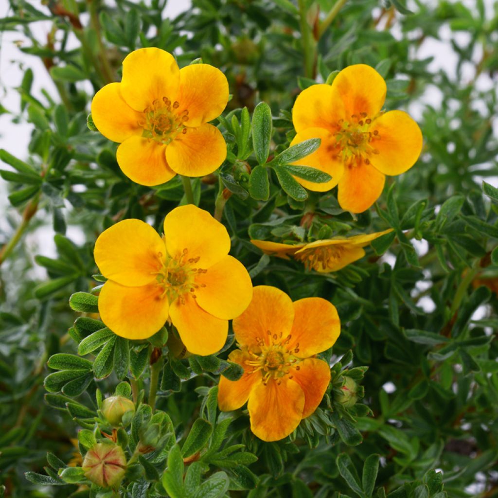 Potentilla fruticosa Hopleys Orange - Shrubby Cinquefoil