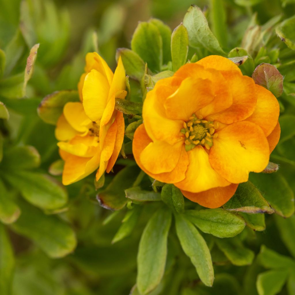 Potentilla fruticosa Marmalade