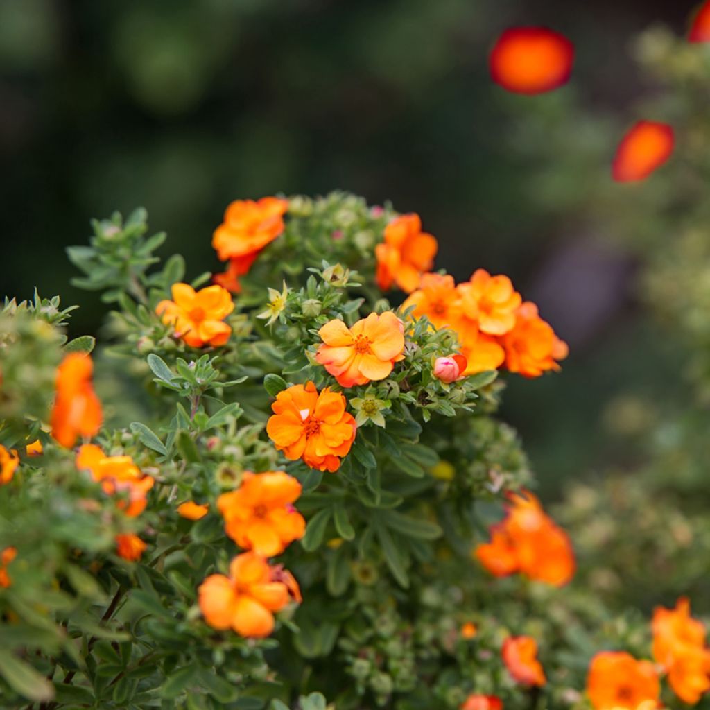 Potentilla fruticosa Marmalade