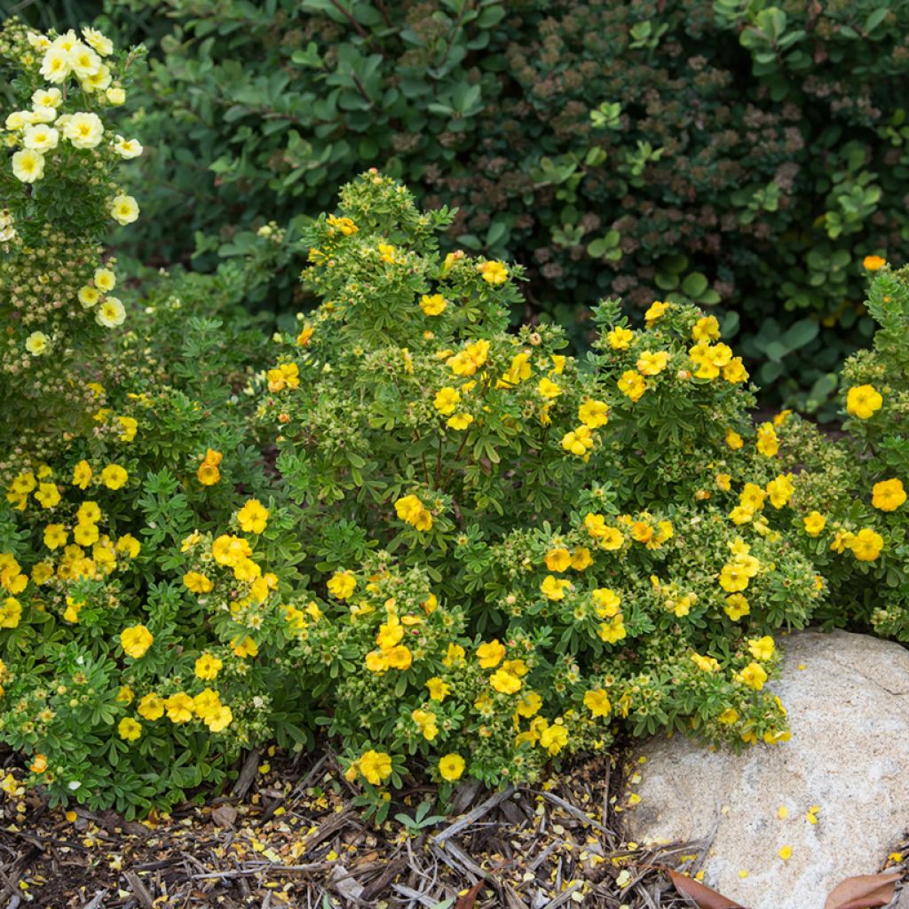 Potentilla fruticosa Marmalade