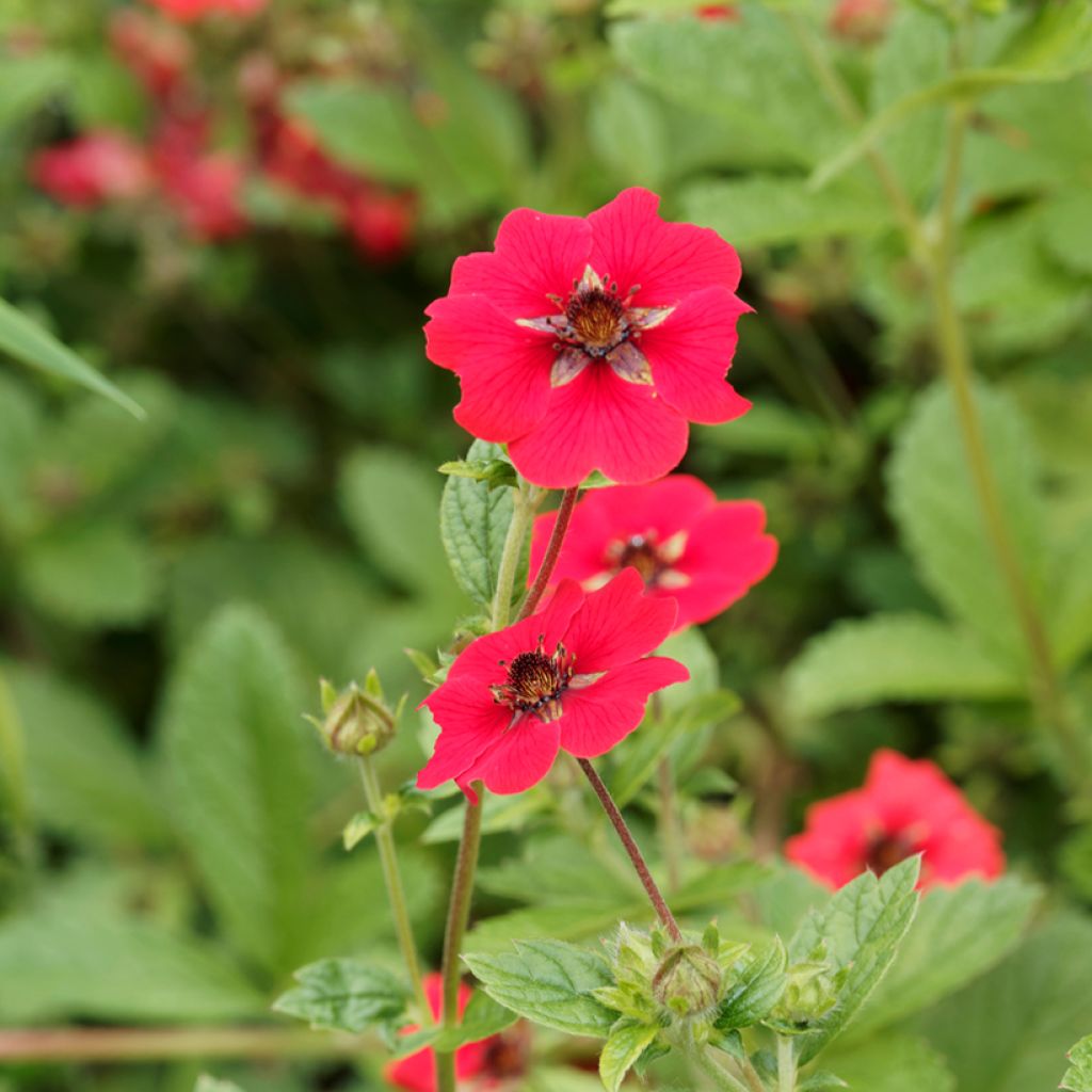 Potentilla Gibsons Scarlet - Cinquefoil