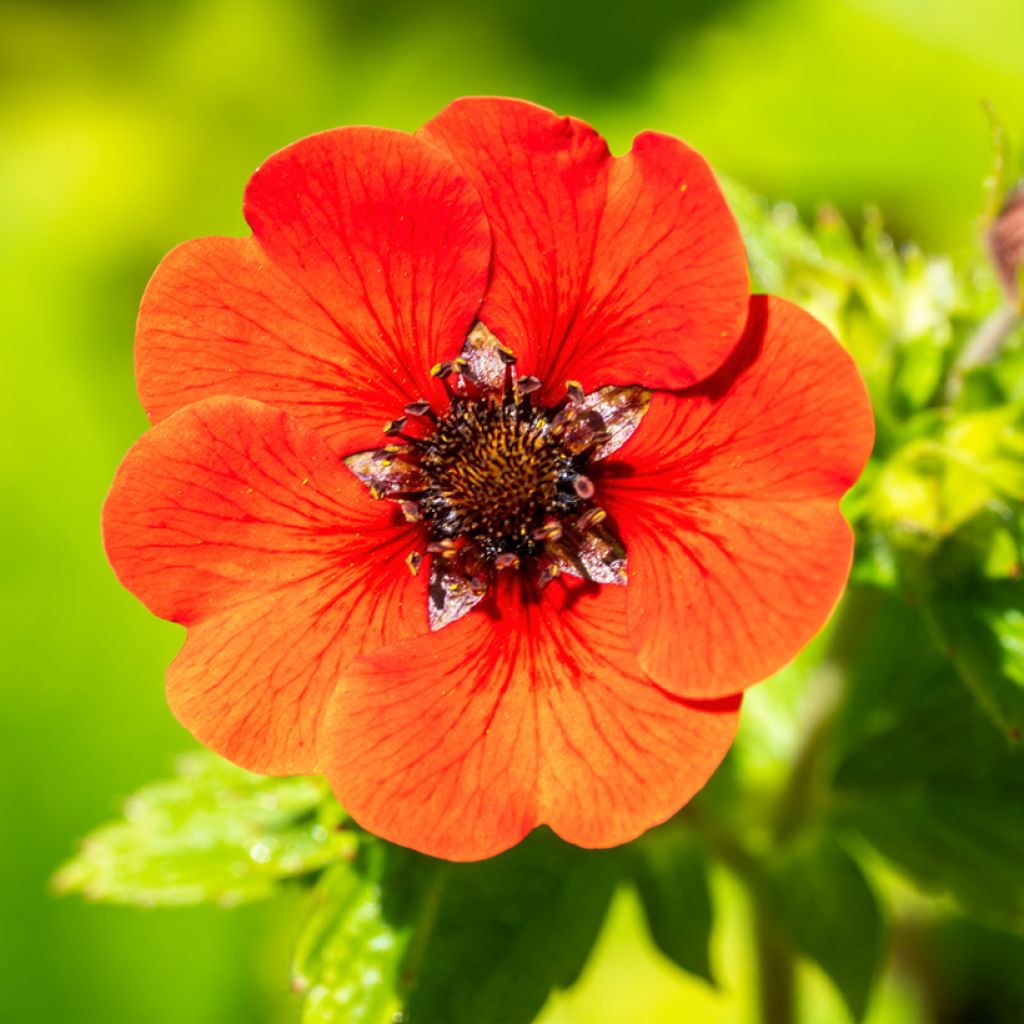 Potentilla Gibsons Scarlet - Cinquefoil