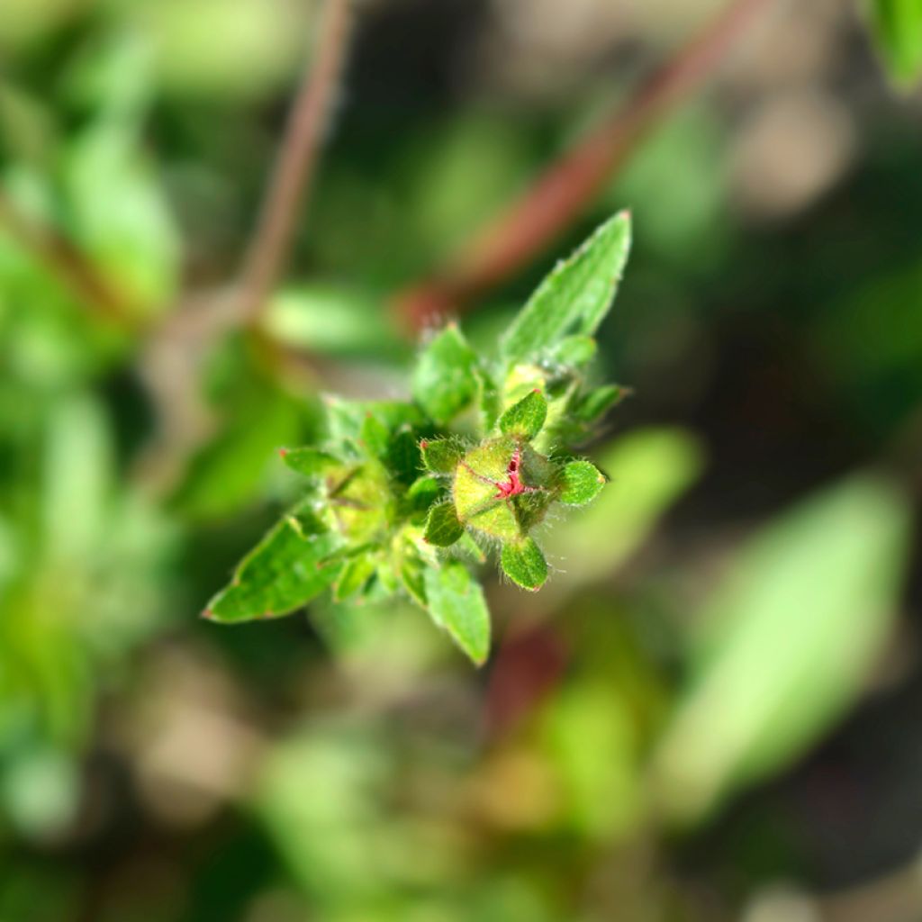 Potentilla hopwoodiana - Cinquefoil