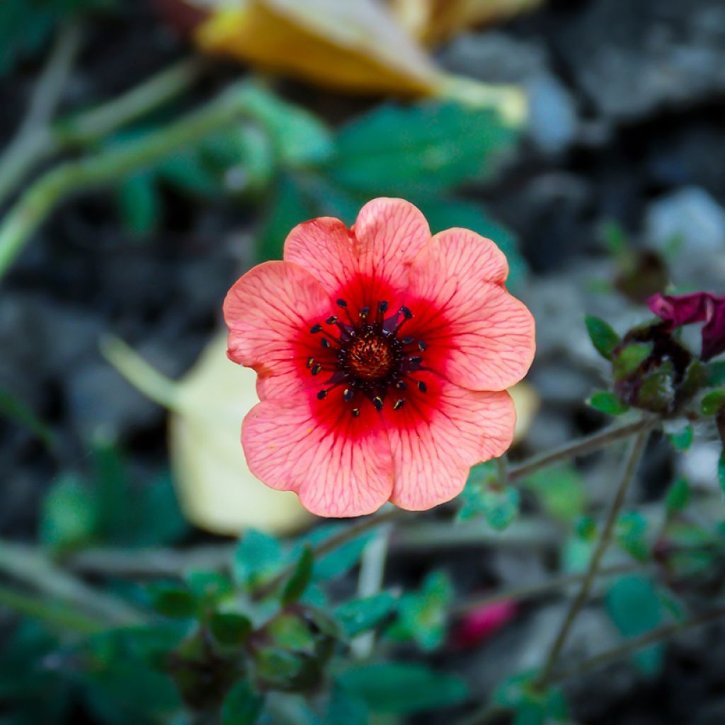 Potentilla hopwoodiana - Cinquefoil